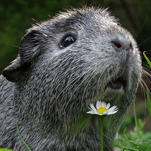 Rescue Gift Card - Animals in Distress