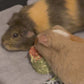 Piggie Patisserie ™ - Forage Fancies