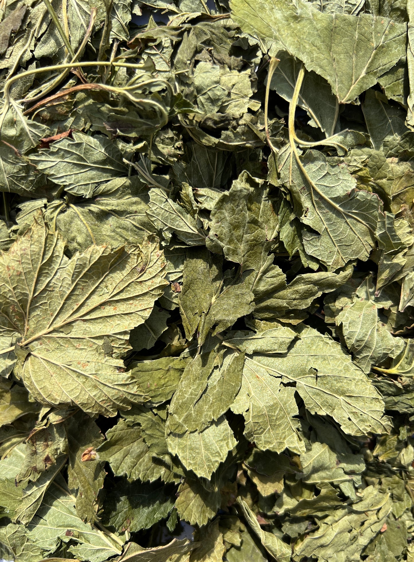 Blackcurrant Leaves 80g